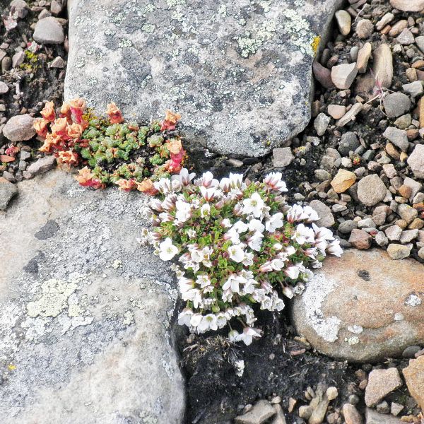 Arenaria pseudofrigida Svalbard Longyearbyen 2014 3 A.Elven a